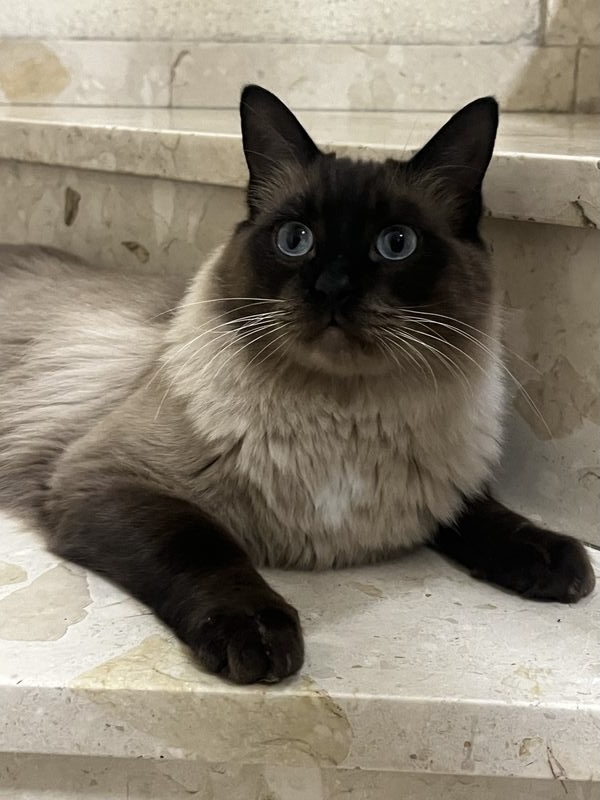 Mochi, Gato perdido