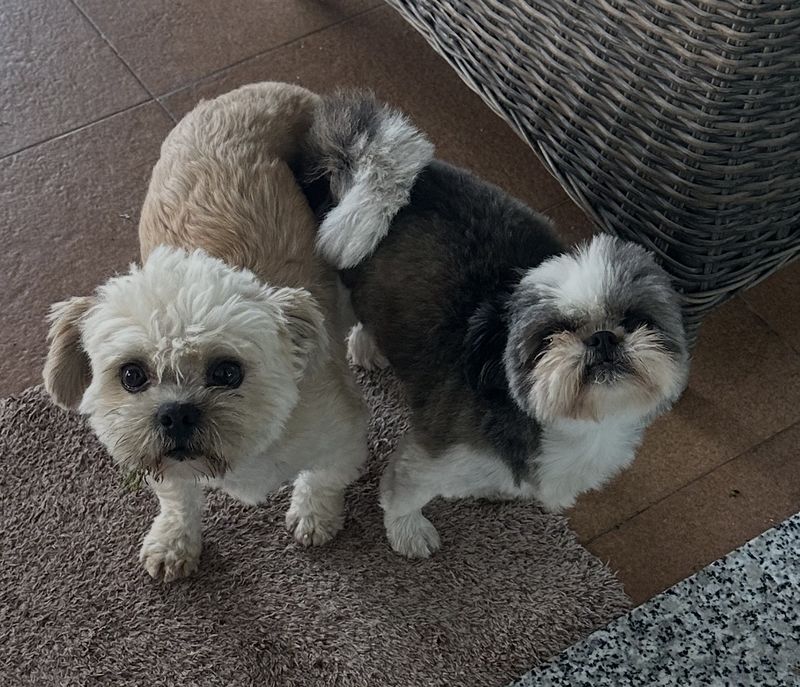 Paco está perdido