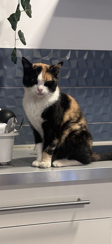 Menta, Gato perdida