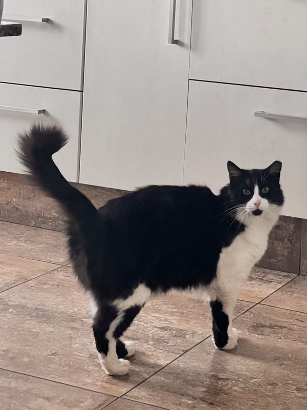 Cookie, Gato perdido