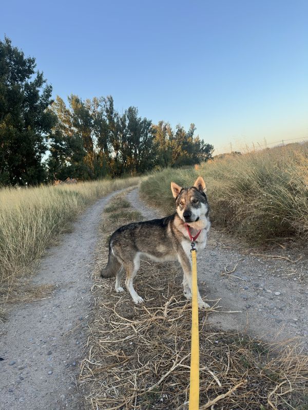 Loki, Perro perdido