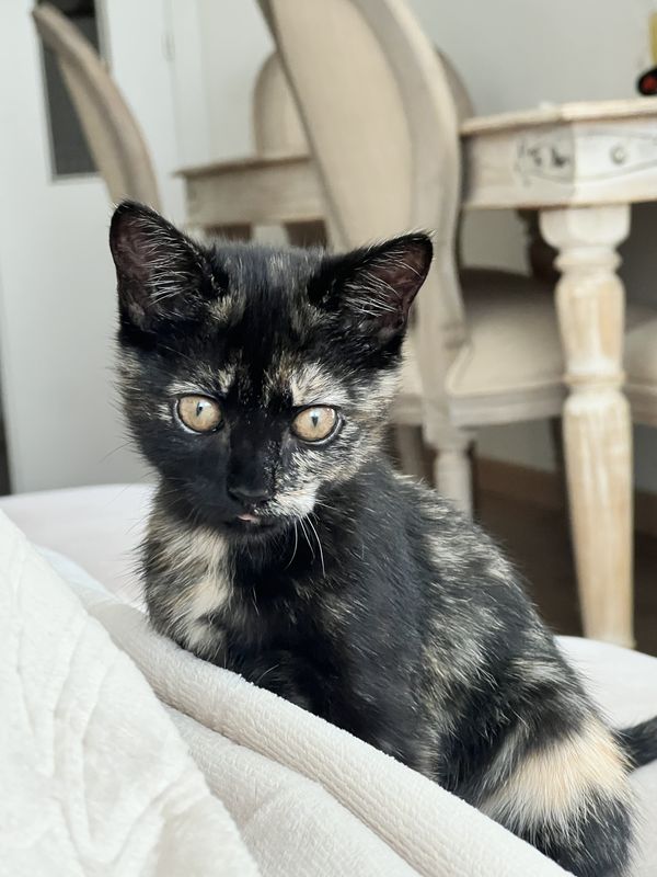 Moka está perdida