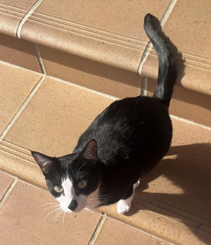 Julieta, Gato perdida