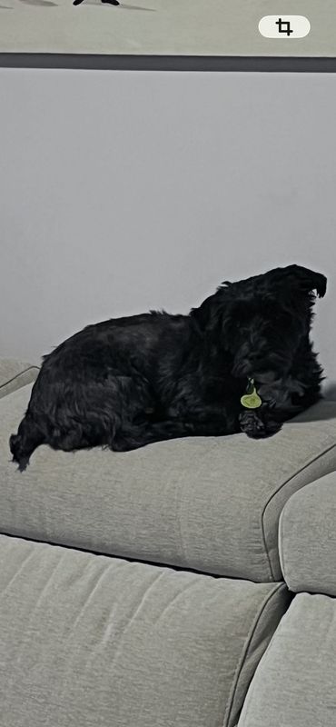 Coco