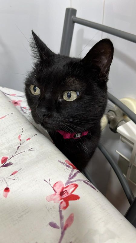 Salem está perdida