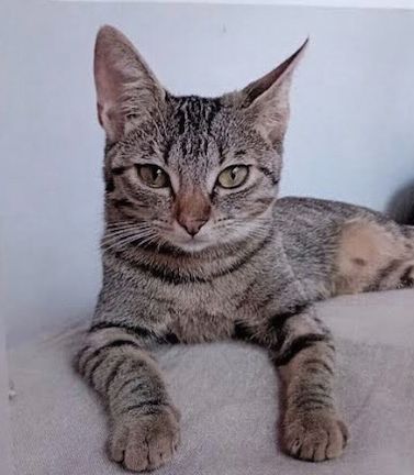 Rúa, Gato perdida