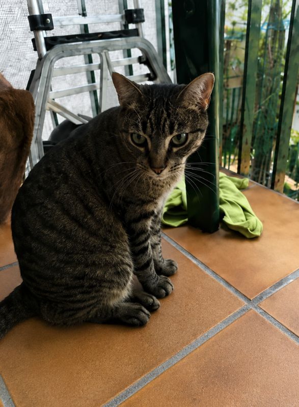 Arlo