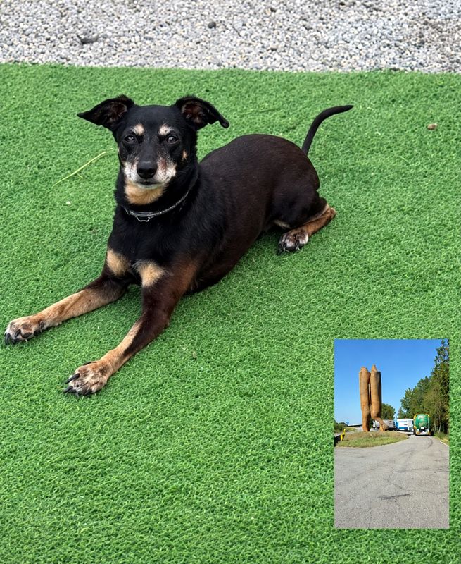 Arya, Perro perdida