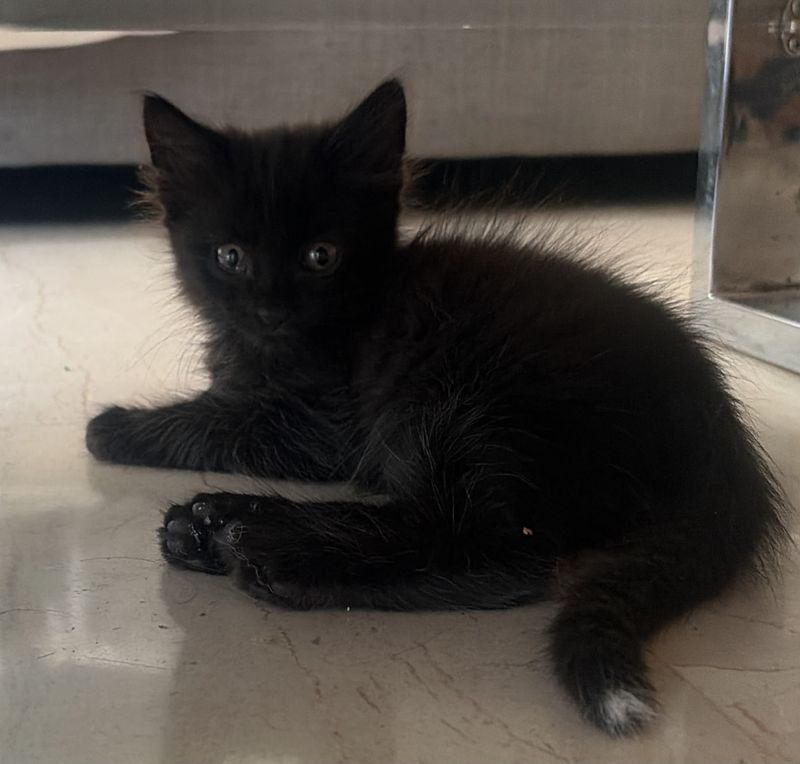 Loki está perdido