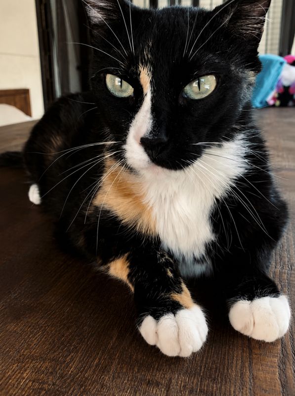 Cleo
