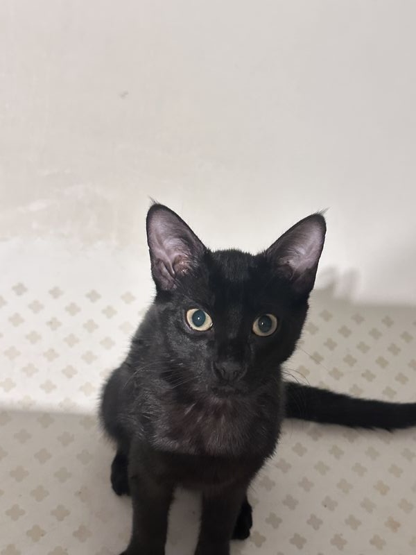 Sombra, Gato perdida