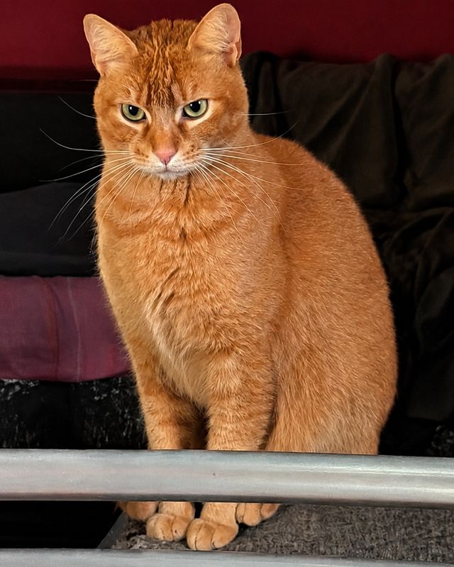 Alma, Gato perdida