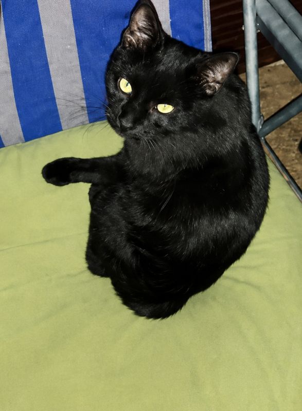 Misha