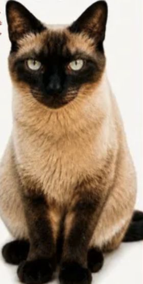 Miso