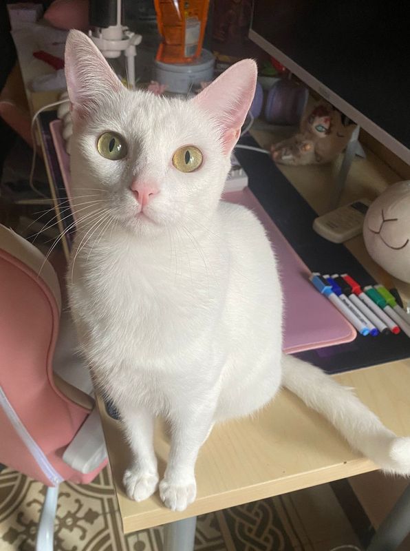 Suki está perdida