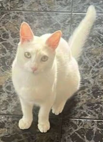 Gato blanco, Gato perdido