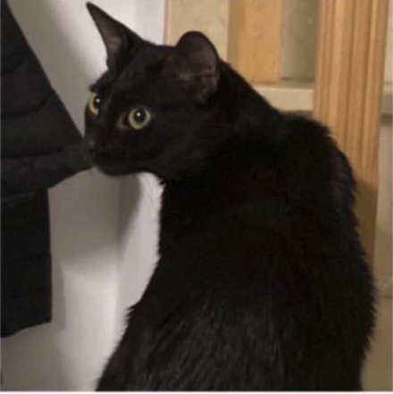 Floki, Gato perdido