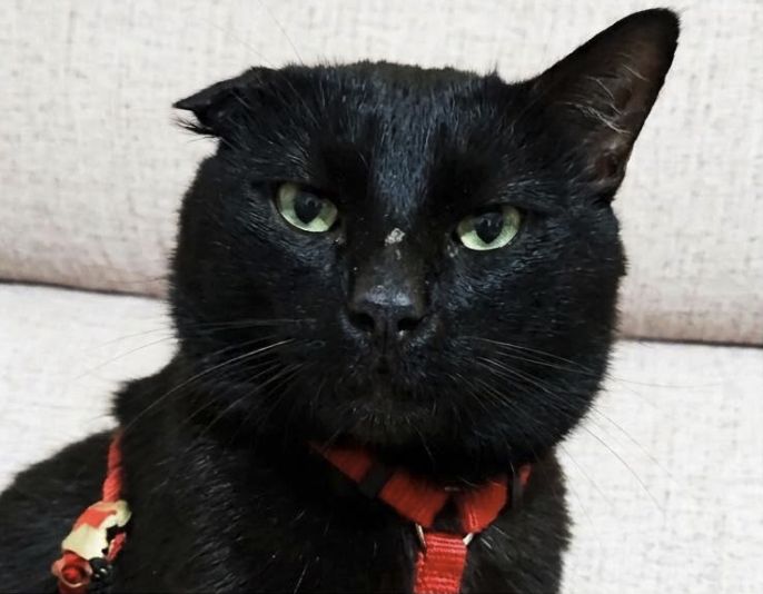 Panther