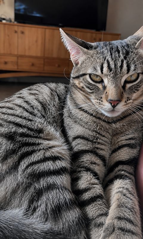 Wiwi, Gato perdido