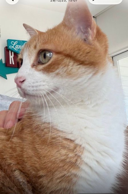 , Gato perdido