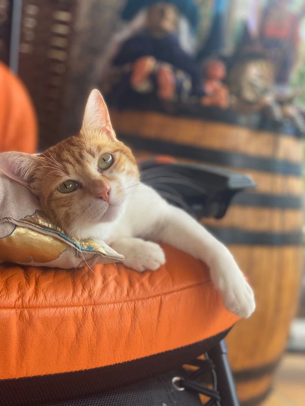 Simón, Gato perdido