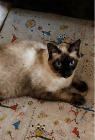 Miki, Gato perdido