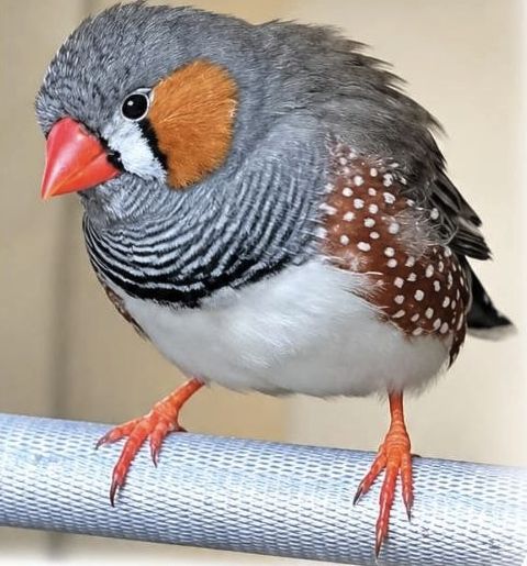 Pájaro
