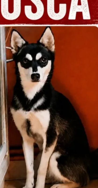 Marula, Perro perdida