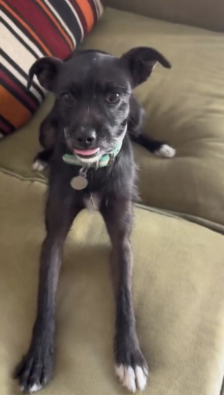 Tinta, Perro perdida