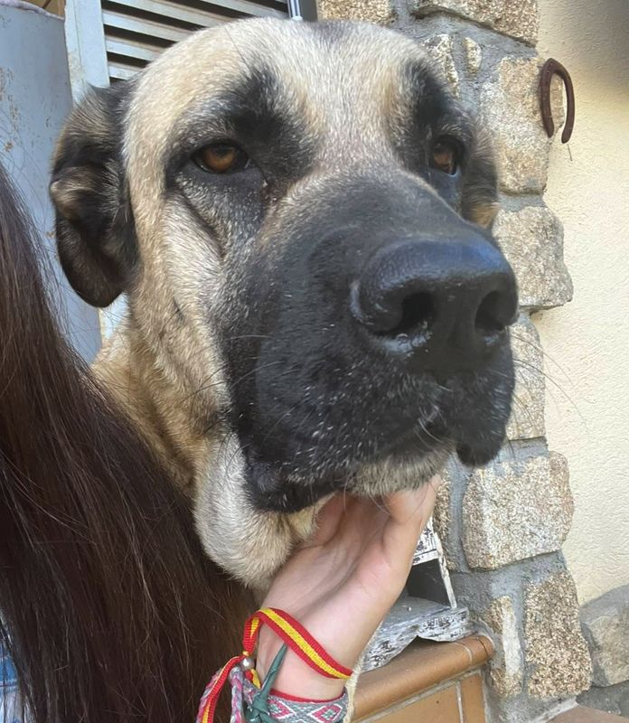Rubia, Perro perdida