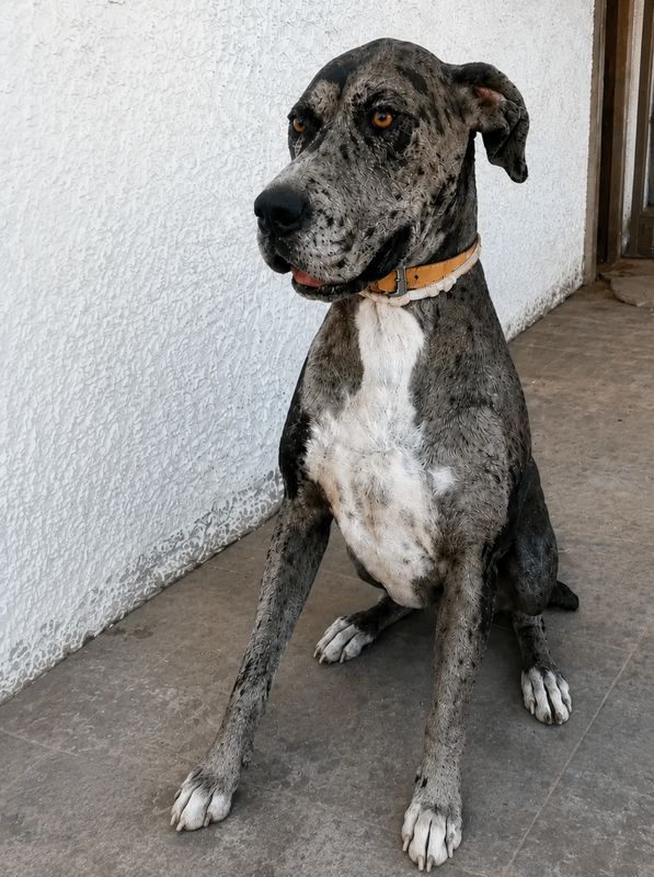 Hera, Perro perdida