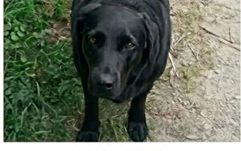 Beta, Perro perdida