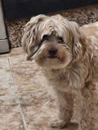 Teddy, Perro perdido