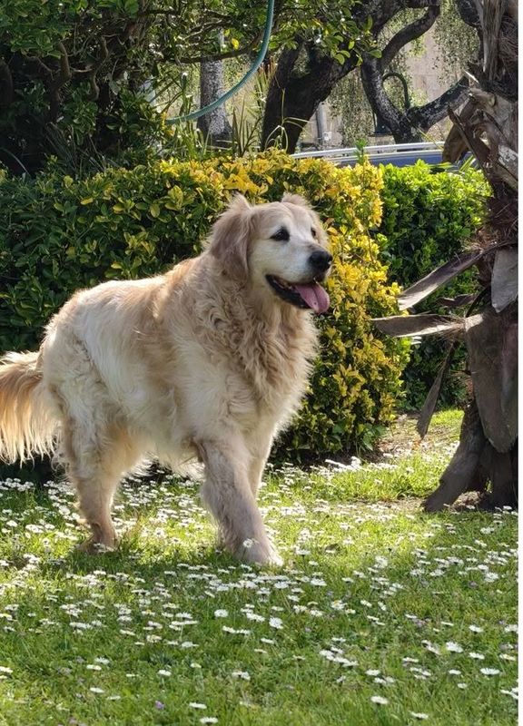 Otho, Perro perdido