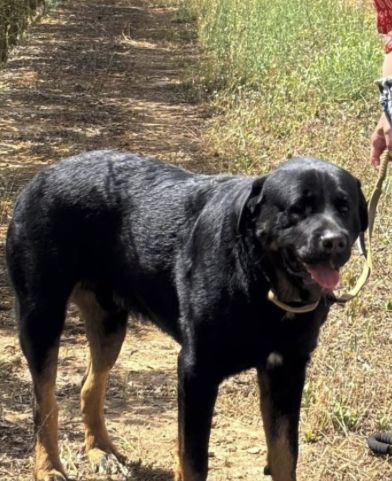 Billy/Wifi, Perro perdido