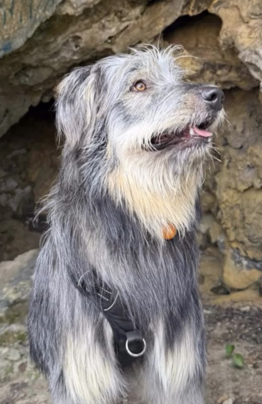 Killua, Perro perdido