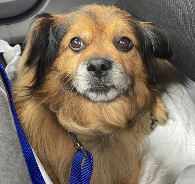 Pancho, Perro perdido