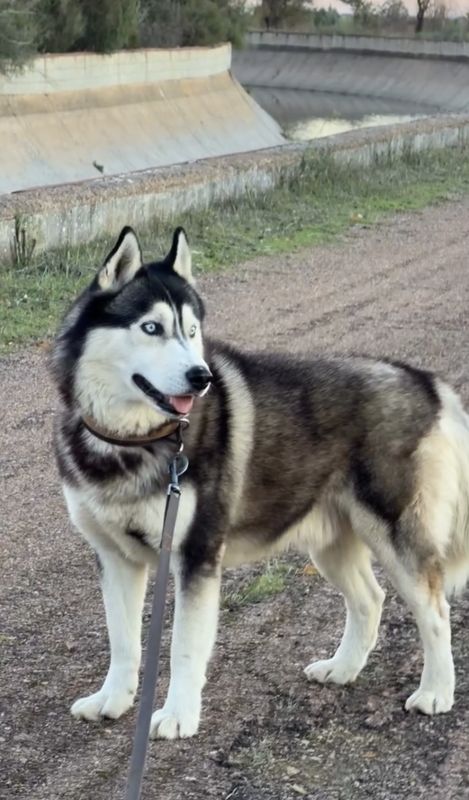 Sur, Perro perdido