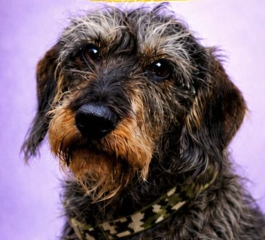 Rolo, Perro perdido