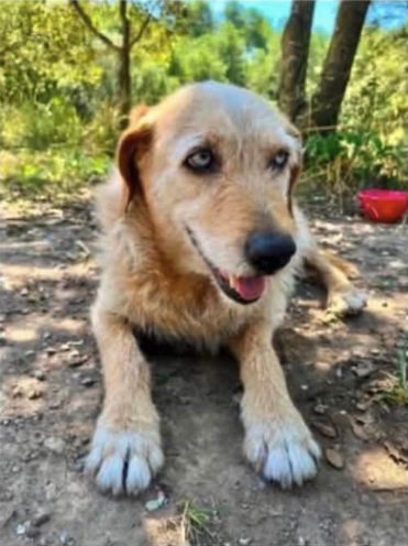 Kaiser, Perro perdido