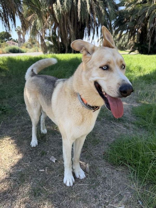 Zeus, Perro perdido
