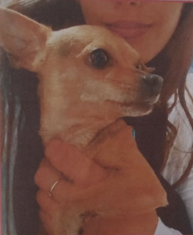 Rocky, Perro perdido