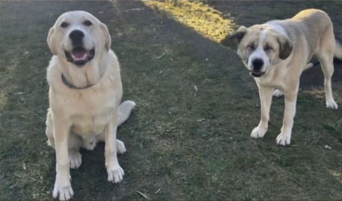 Zeus y Papi está perdido