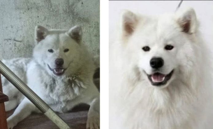 Kalu y Domvi, Perro perdido