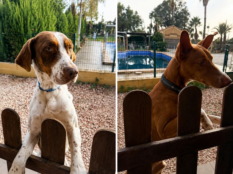 Chocolate y Camilo, Perro perdido