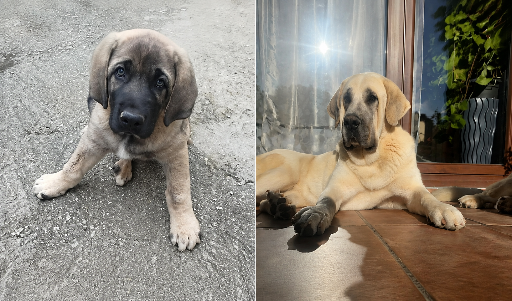 Sira y Thor, Perro perdido