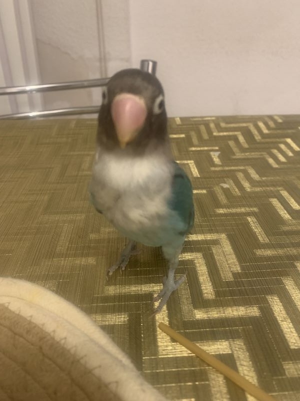 Pollito está perdido