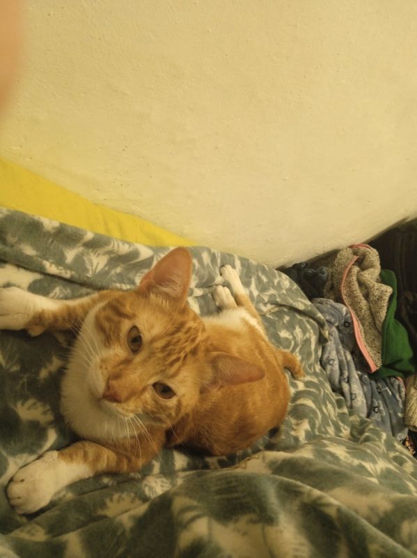 Foto de Gato visto en redes