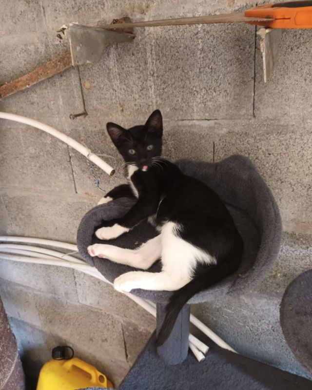 Foto de Gato visto en redes