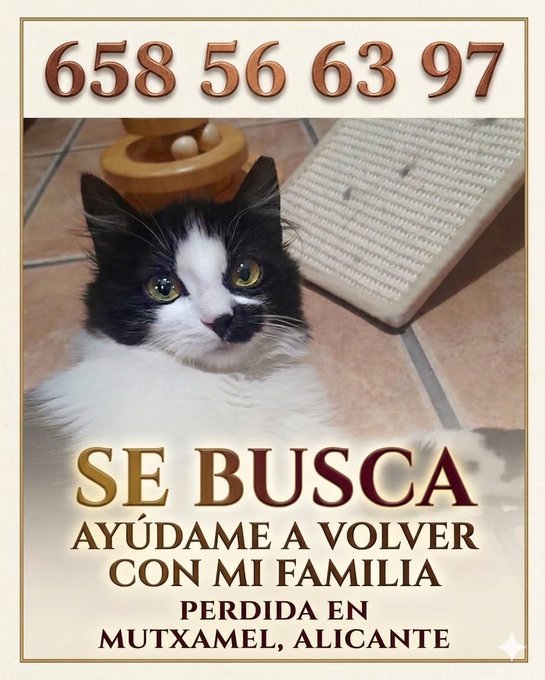 Foto de Gato visto en redes